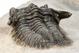 Detailed Metacanthina Trilobite - Nice Looking Specimen #209652-5